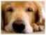 Thumbnail image for Livable Commnities Forum